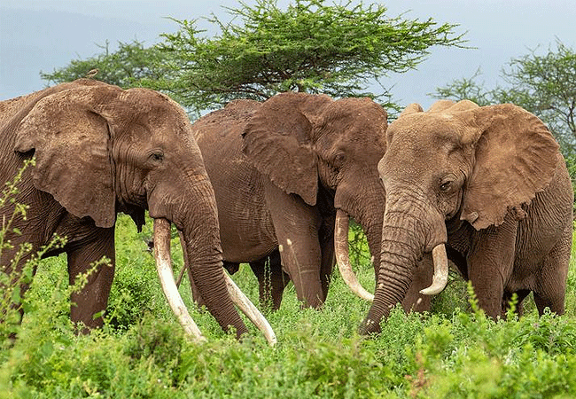angama-amboseli-luxury-safari-lodge-african-elephant Angama Amboseli Luxury Safari Lodge