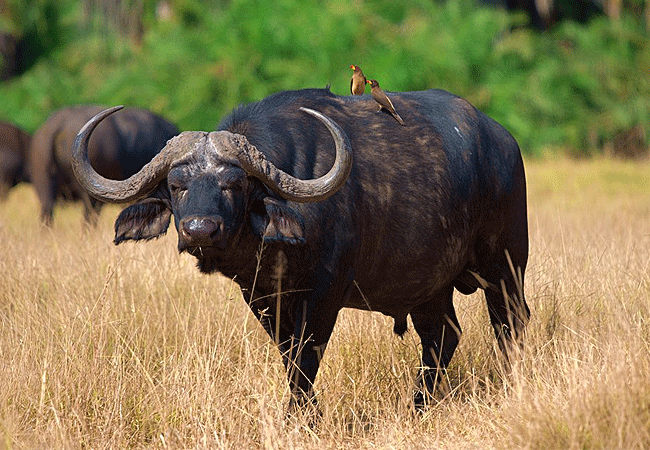 angama-amboseli-luxury-safari-lodge-angama-buffalo Angama Amboseli Luxury Safari Lodge