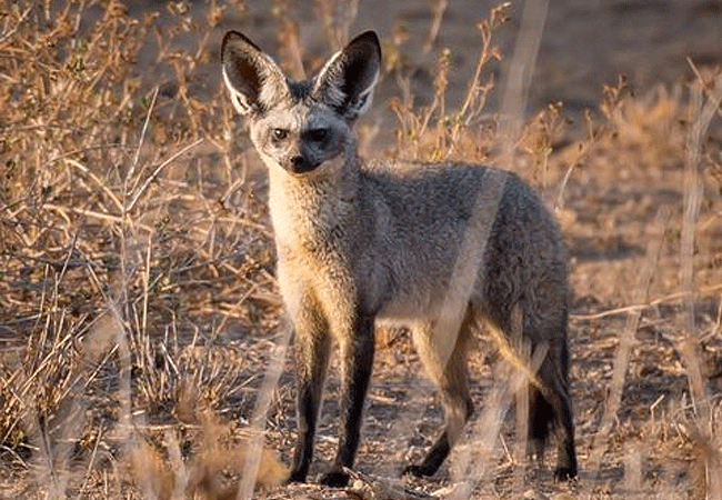 angama-amboseli-luxury-safari-lodge-bat-eared-fox Angama Amboseli Luxury Safari Lodge