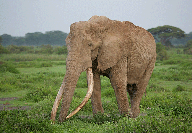 angama-amboseli-luxury-safari-lodge-bull-elephant Angama Amboseli Luxury Safari Lodge