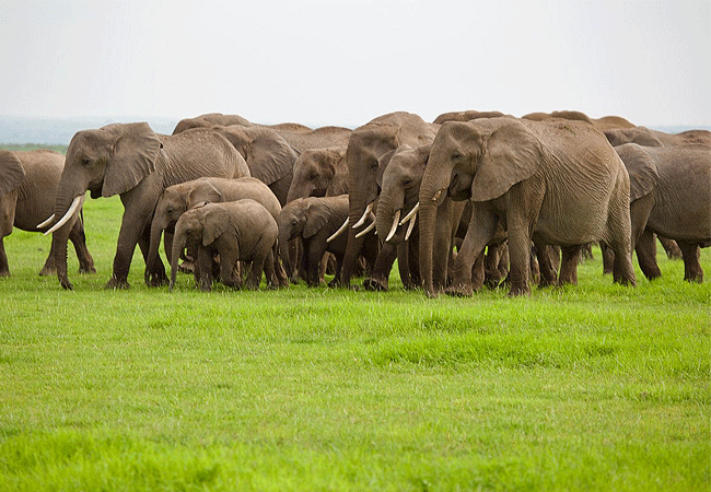 angama-amboseli-luxury-safari-lodge-elephant-clan Angama Amboseli Luxury Safari Lodge