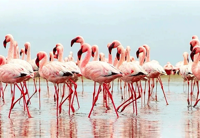 angama-amboseli-luxury-safari-lodge-flamingo Angama Amboseli Luxury Safari Lodge