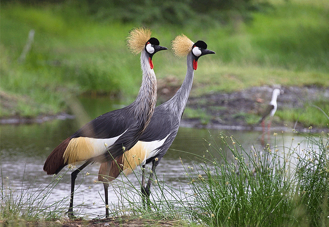 angama-amboseli-luxury-safari-lodge-grey crowned-cranes Angama Amboseli Luxury Safari Lodge