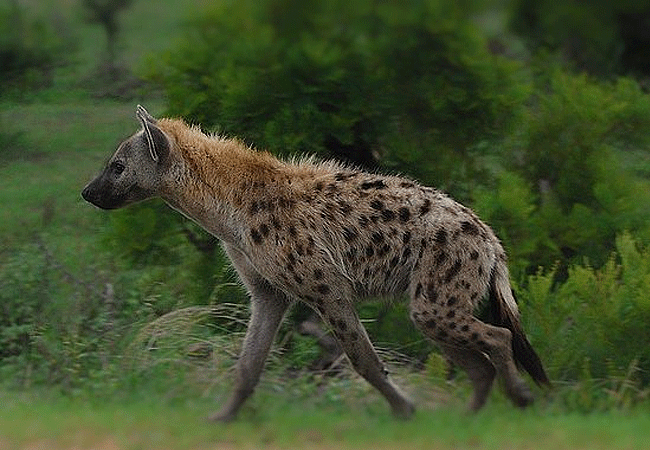 angama-amboseli-luxury-safari-lodge-hynena Angama Amboseli Luxury Safari Lodge