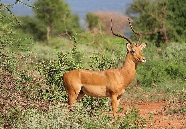 angama-amboseli-luxury-safari-lodge-impala-antelope Angama Amboseli Luxury Safari Lodge