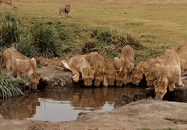 angama-amboseli-luxury-safari-lodge-lions Angama Amboseli Luxury Safari Lodge