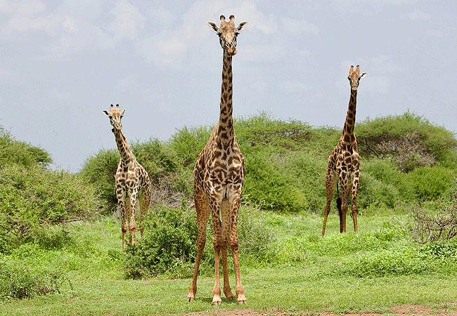 angama-amboseli-luxury-safari-lodge-masai-giraffe Angama Amboseli Luxury Safari Lodge