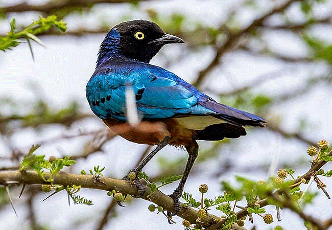 angama-amboseli-luxury-safari-lodge-superb-sterling-bird Angama Amboseli Luxury Safari Lodge