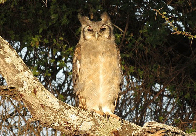 angama-amboseli-luxury-safari-lodge-verreaux's-eagle-owl Angama Amboseli Luxury Safari Lodge