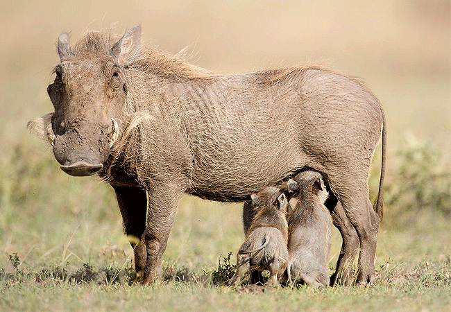 angama-amboseli-luxury-safari-lodge-warthogs Angama Amboseli Luxury Safari Lodge