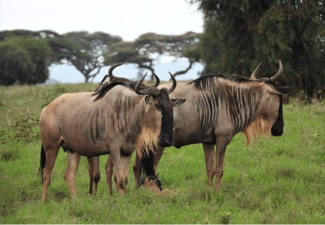 angama-amboseli-luxury-safari-lodge-wildebeest Angama Amboseli Luxury Safari Lodge
