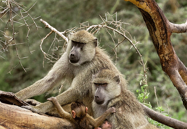 angama-amboseli-luxury-safari-lodge-yellow-baboon Angama Amboseli Luxury Safari Lodge