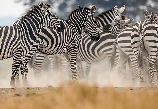 angama-amboseli-luxury-safari-lodge-zebras Angama Amboseli Luxury Safari Lodge