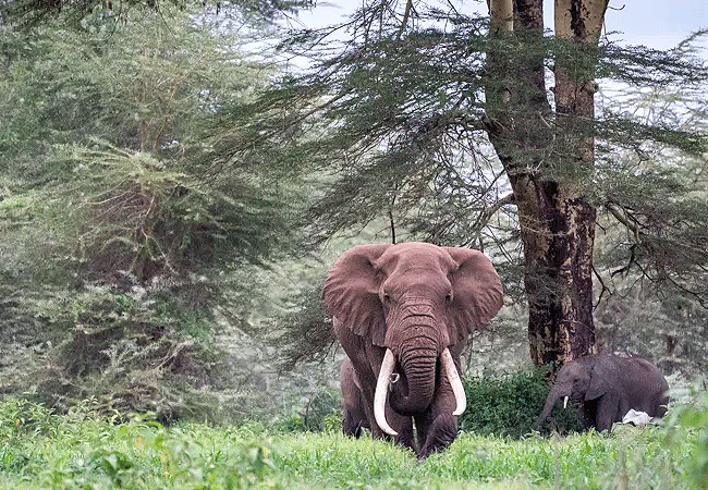 manjaro-tented-camp-amboseli-national-park-elephant-clan Manjaro Tented Camp Amboseli National Park