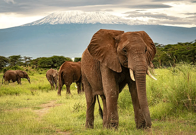 manjaro-tented-camp-amboseli-national-park-elephants Manjaro Tented Camp Amboseli National Park