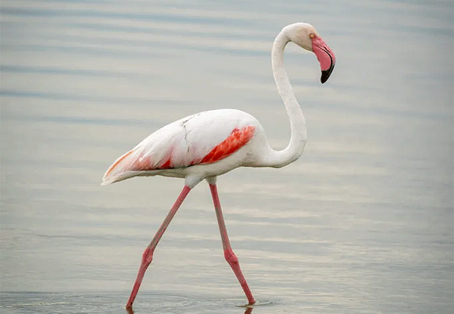 manjaro-tented-camp-amboseli-national-park-flamingo Manjaro Tented Camp Amboseli National Park
