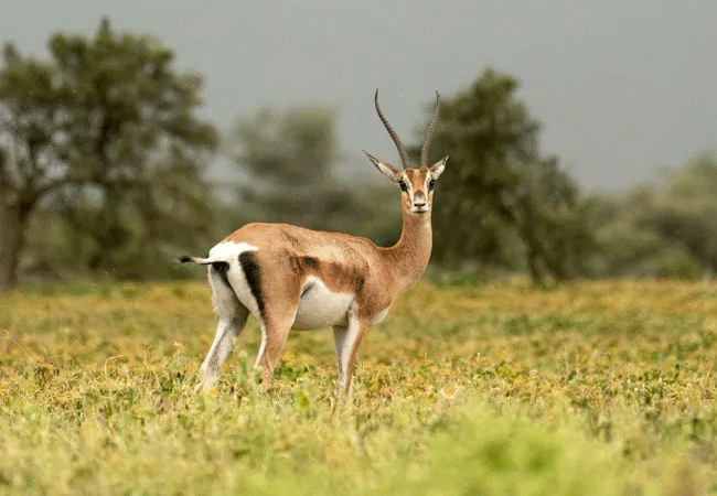 manjaro-tented-camp-amboseli-national-park-grants-gazelle Manjaro Tented Camp Amboseli National Park