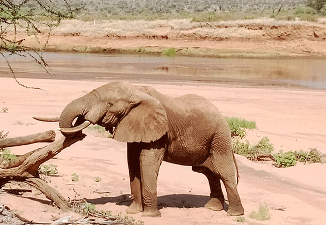 Surana Buffalo Springs Camp-samburu-buffalo-springs-game-reserve-kenya