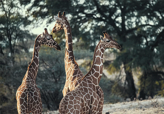 Surana Buffalo Springs Camp Samburu Buffalo Springs National Reserve