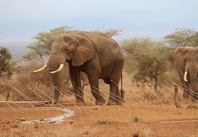 Tulia Amboseli Safari Camp Kenya