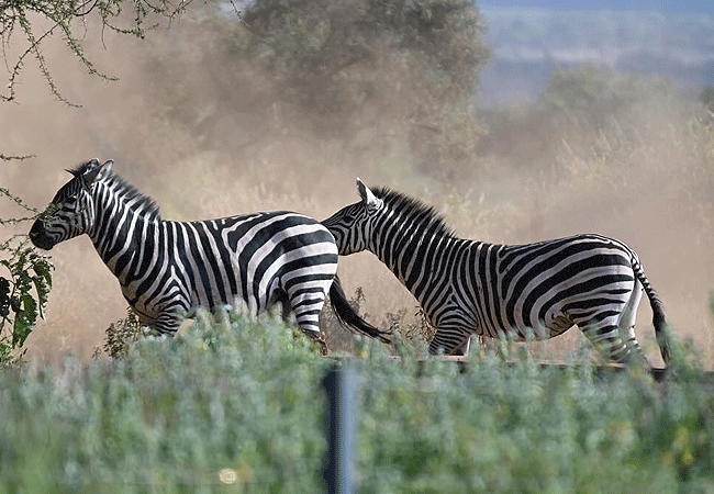 Tulia Amboseli Safari Camp Kenya