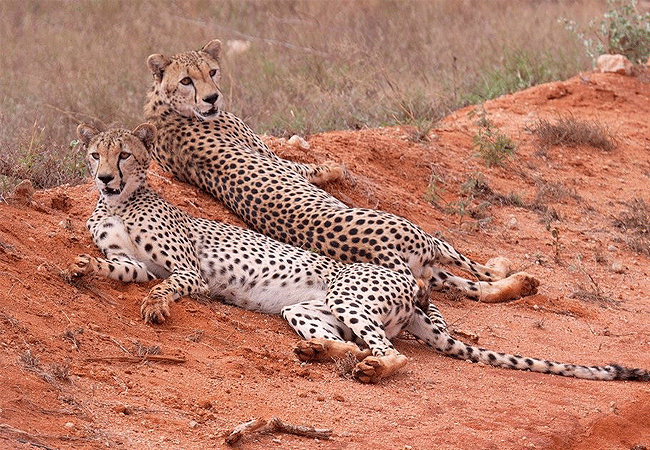 2 Day Luxury Safari Ngutuni Lodge