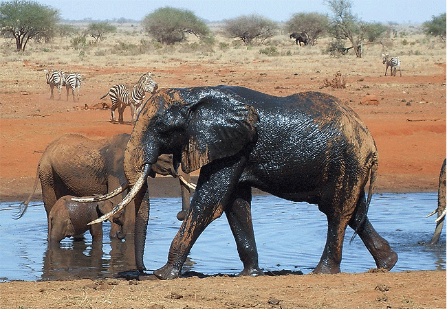2 Day Luxury Safari Ngutuni Lodge