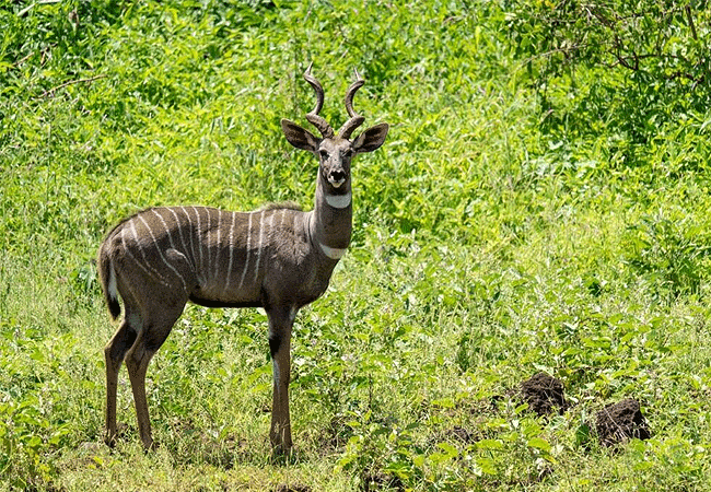 2 Day Luxury Safari Ngutuni Lodge