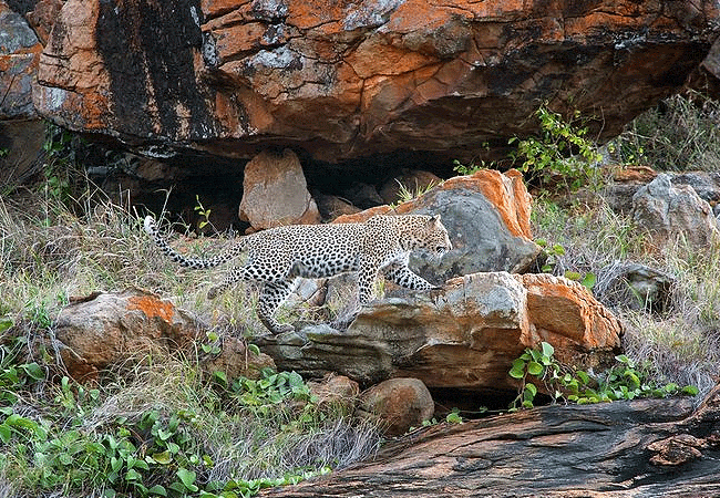 2 Day Luxury Safari Ngutuni Lodge