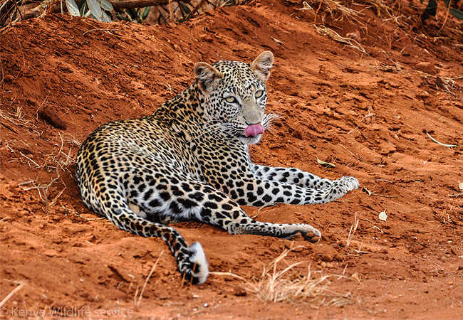 2 Day Luxury Safari Ngutuni Lodge