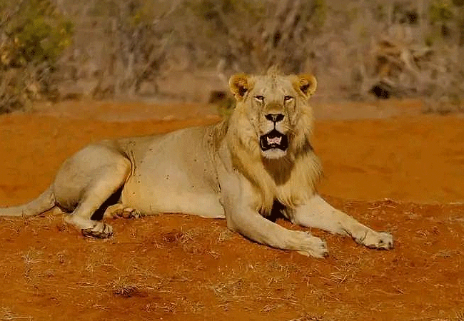 2 Day Luxury Safari Ngutuni Lodge