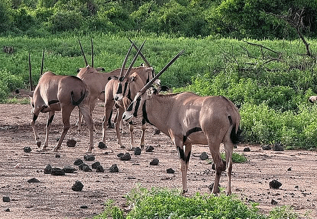 2 Day Luxury Safari Ngutuni Lodge