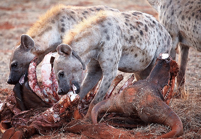 2 Day Luxury Safari Ngutuni Lodge