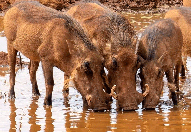 2 Day Luxury Safari Ngutuni Lodge
