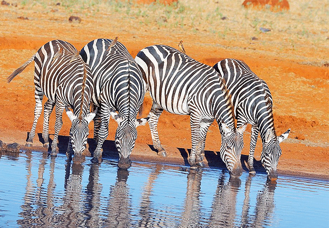 2 Day Luxury Safari Ngutuni Lodge