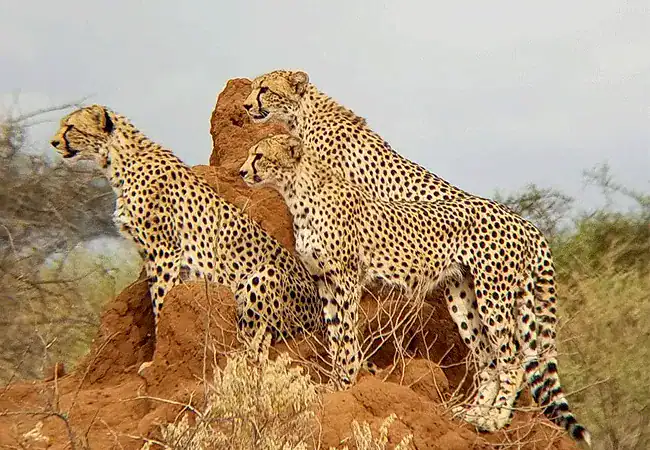 3-day-luxury-fly-in-safari-amboseli-serena-safari-lodge-amboseli-national-park-cheetah 3 Day Fly-In Safari Amboseli Serena Safari Lodge