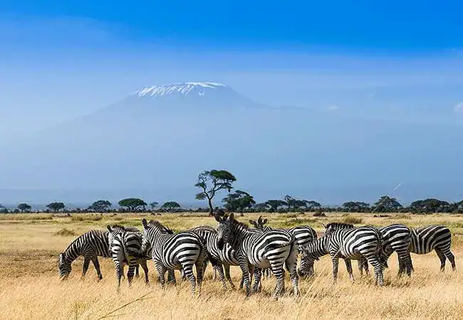 3-day-luxury-fly-in-safari-amboseli-serena-safari-lodge-amboseli-national-park-game-drive-zebras 3 Day Fly-In Safari Amboseli Serena Safari Lodge