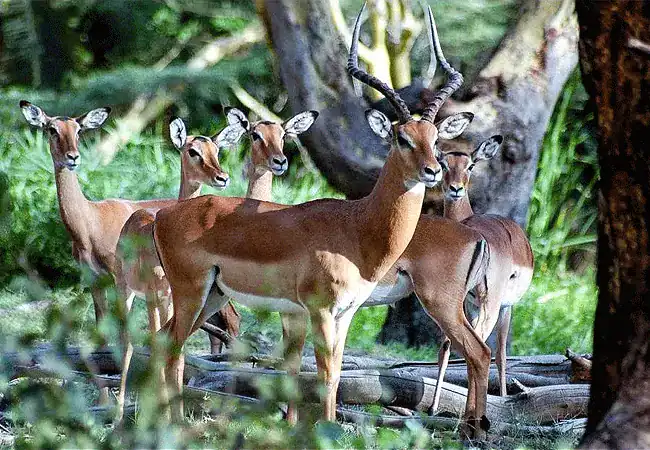 3-day-luxury-fly-in-safari-amboseli-serena-safari-lodge-amboseli-national-park-impala-antelope 3 Day Fly-In Safari Amboseli Serena Safari Lodge