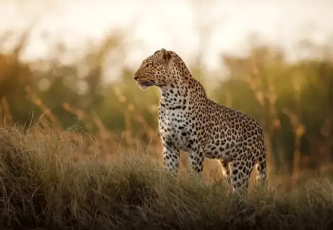 3-day-luxury-fly-in-safari-amboseli-serena-safari-lodge-amboseli-national-park-leopard 3 Day Fly-In Safari Amboseli Serena Safari Lodge