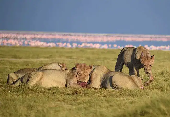 3-day-luxury-fly-in-safari-amboseli-serena-safari-lodge-lions 3 Day Fly-In Safari Amboseli Serena Safari Lodge