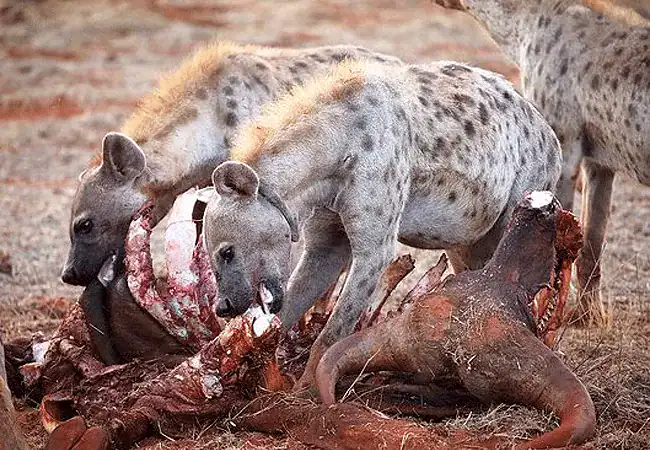 3-day-ngutuni-lodge-ziwani-voyager-camp-safari-ngutuni-safari-lodge-tsavo-east-national-park-dinner-table-hyena-eating 3 Day Ngutuni Lodge & Ziwani Voyager Camp Safari