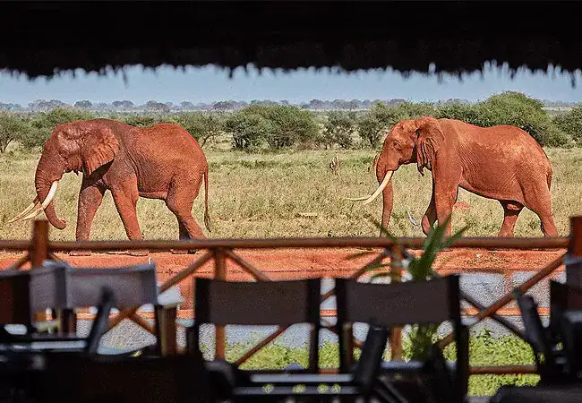3-day-ngutuni-lodge-ziwani-voyager-camp-safari-ngutuni-safari-lodge-tsavo-east-national-park-elephants 3 Day Ngutuni Lodge & Ziwani Voyager Camp Safari