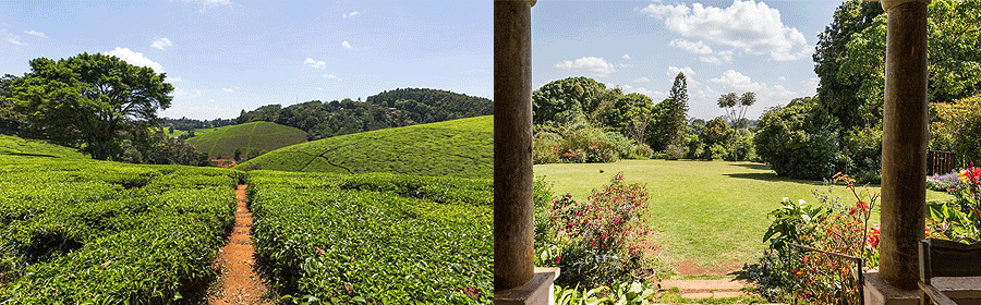 Kiambethu Tea Farm Limuru Cottages