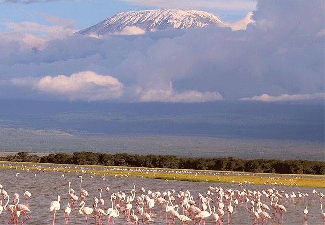 ol-tukai-lodge-amboseli-national-park-elephants-heard-flamingos 3 Day Fly-In Safari Ol Tukai Lodge Amboseli