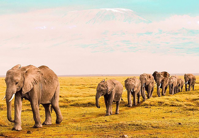ol-tukai-lodge-amboseli-national-park-elephants-heard 3 Day Fly-In Safari Ol Tukai Lodge Amboseli