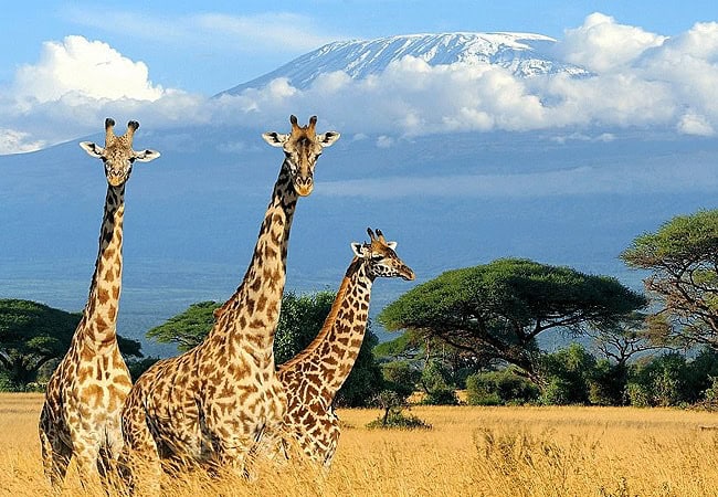 ol-tukai-lodge-amboseli-national-park-giraffes-with-mt-kilimanjaro-back-drop 3 Day Fly-In Safari Ol Tukai Lodge Amboseli