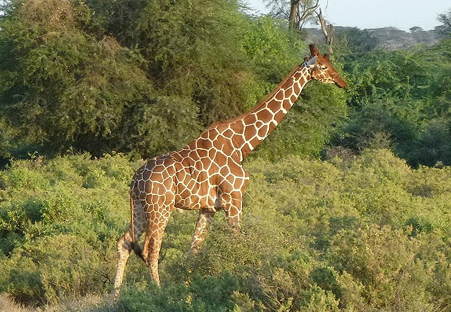 Buffalo Springs National Reserve