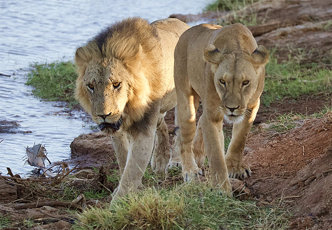 Buffalo Springs National Reserve