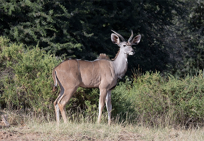 Buffalo Springs National Reserve