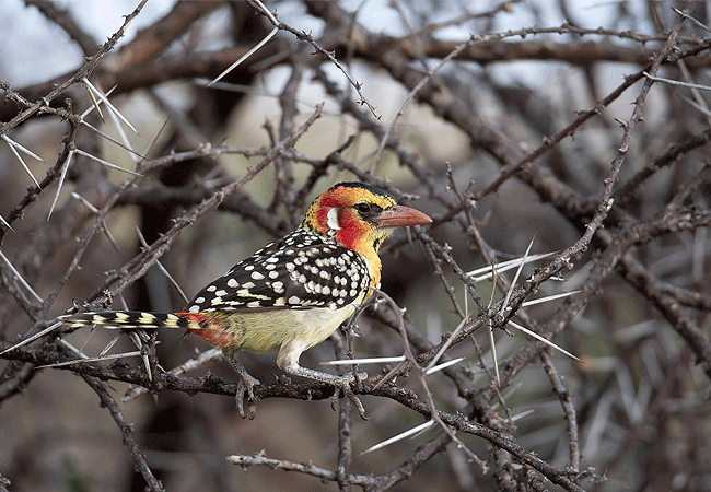 Buffalo Springs National Reserve